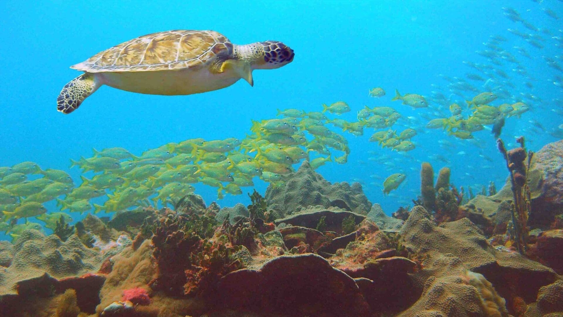 93f10717-7bc5-4860-b5b4-4c2471516e72